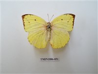 藏品(遷粉蝶)的圖片